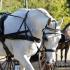 2018 Tennessee Carriage Driving High Point Awards